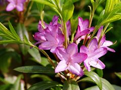 R.Govenianum